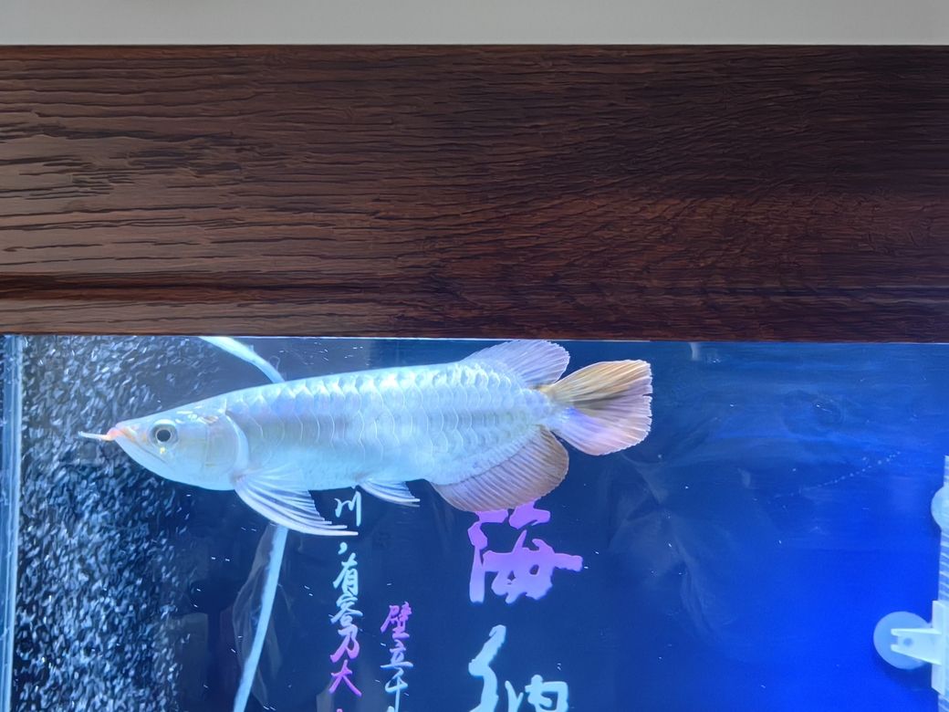 小家伙到家第四天，《小家伙到家第四天》