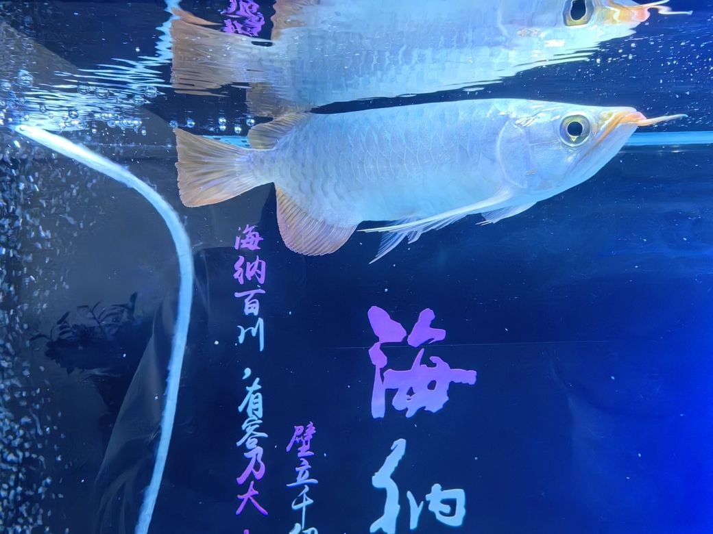 小家伙到家第四天，《小家伙到家第四天》