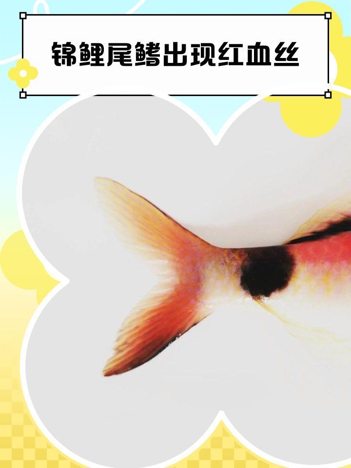 如何判斷魚(yú)尾充血是否嚴(yán)重，如何判斷魚(yú)尾充血嚴(yán)重？