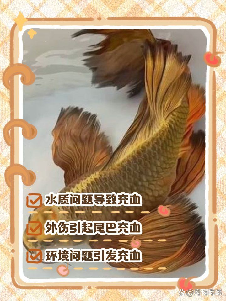 如何判斷魚尾充血是否嚴重，如何判斷魚尾充血嚴重？