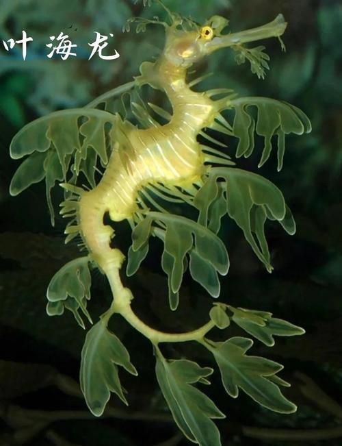 真正海龍的圖片，codurusequescoduruseques海龍的真正海龍 真正海龍的圖片，codurusequescoduruseques海龍的真正海龍 龍魚百科 第3張