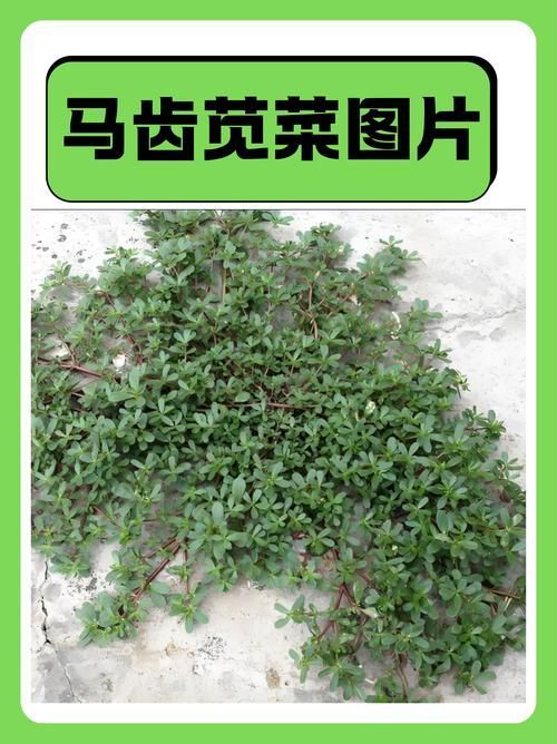 有哪些中草藥可以治療龍魚蒙眼，中草藥治療龍魚蒙