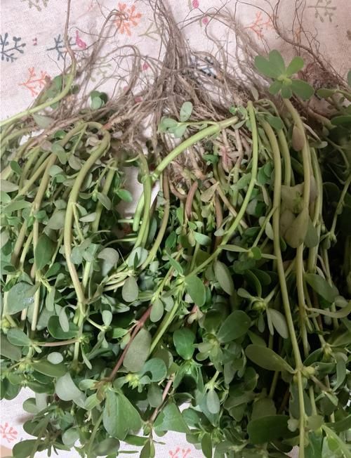 有哪些中草藥可以治療龍魚蒙眼，中草藥治療龍魚蒙
