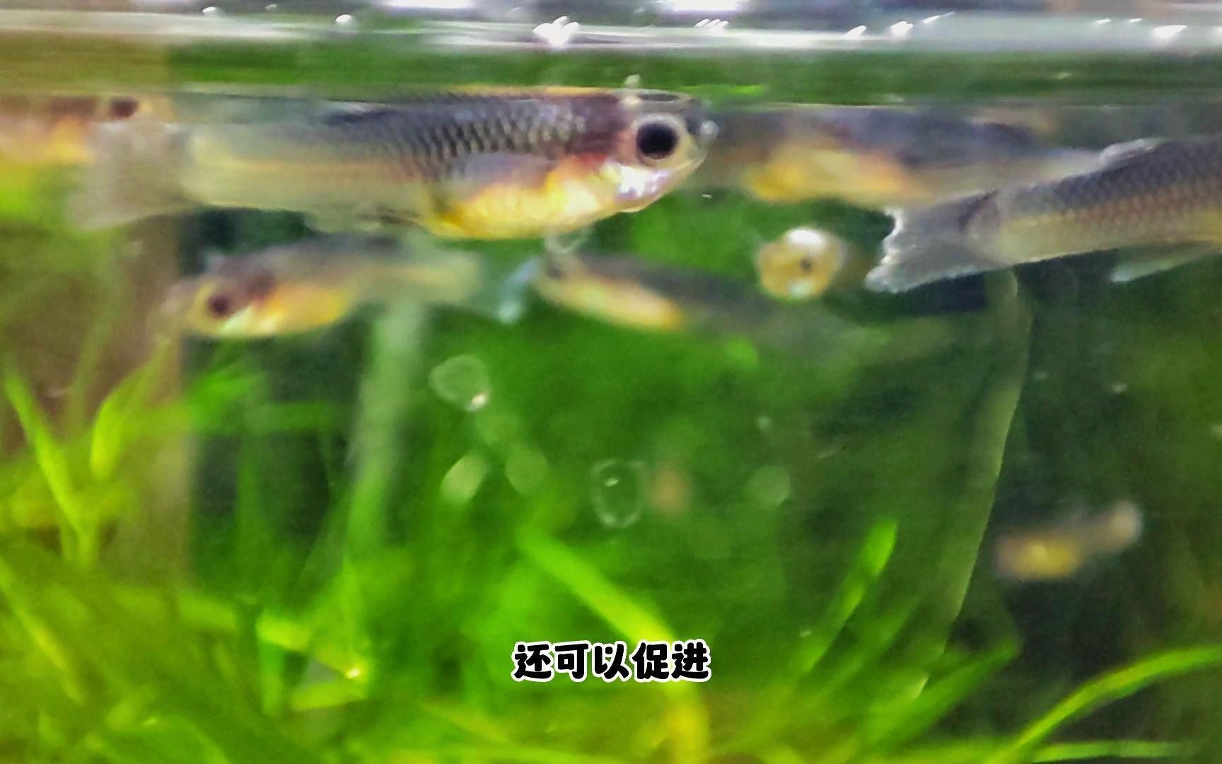 養的魚死了扔掉還是埋了，扔還是埋科學方法