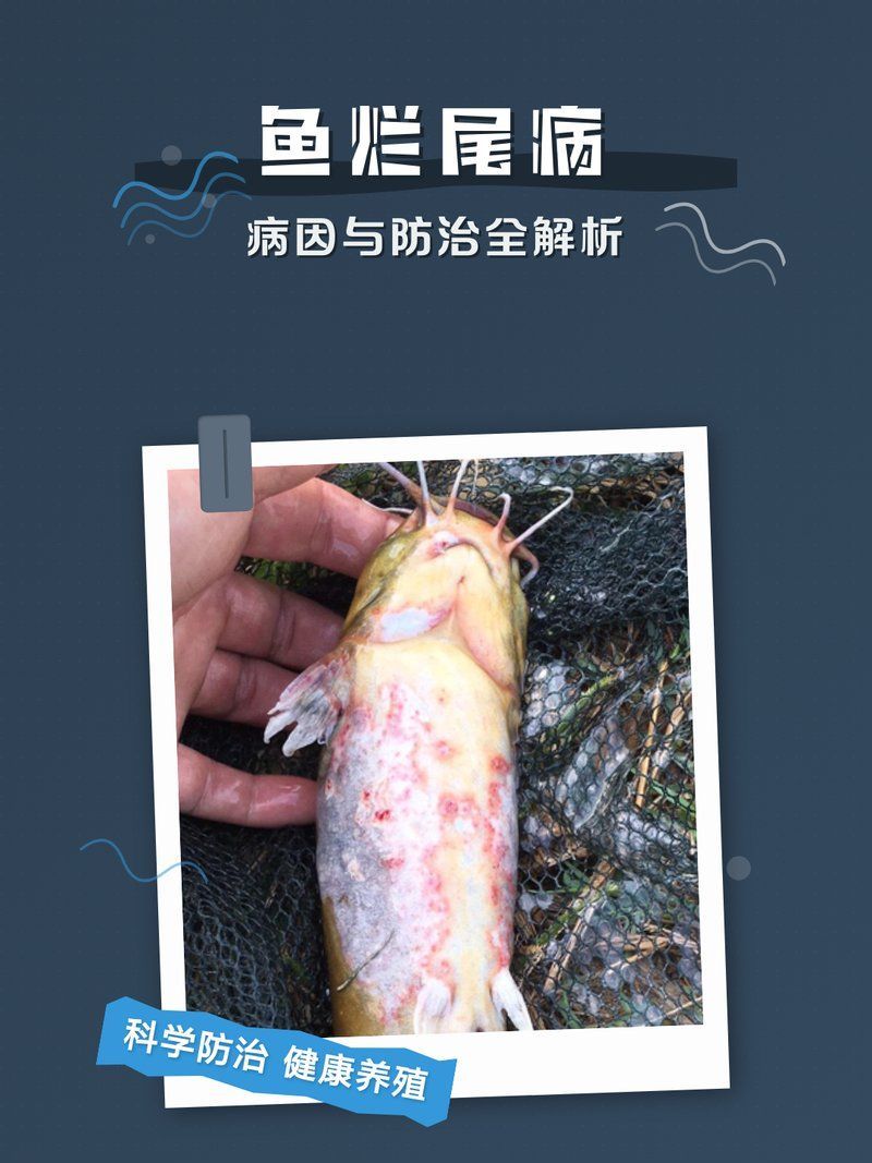 如何判斷錦鯉是否感染爛尾病，——錦鯉爛尾病家庭應急處理清單