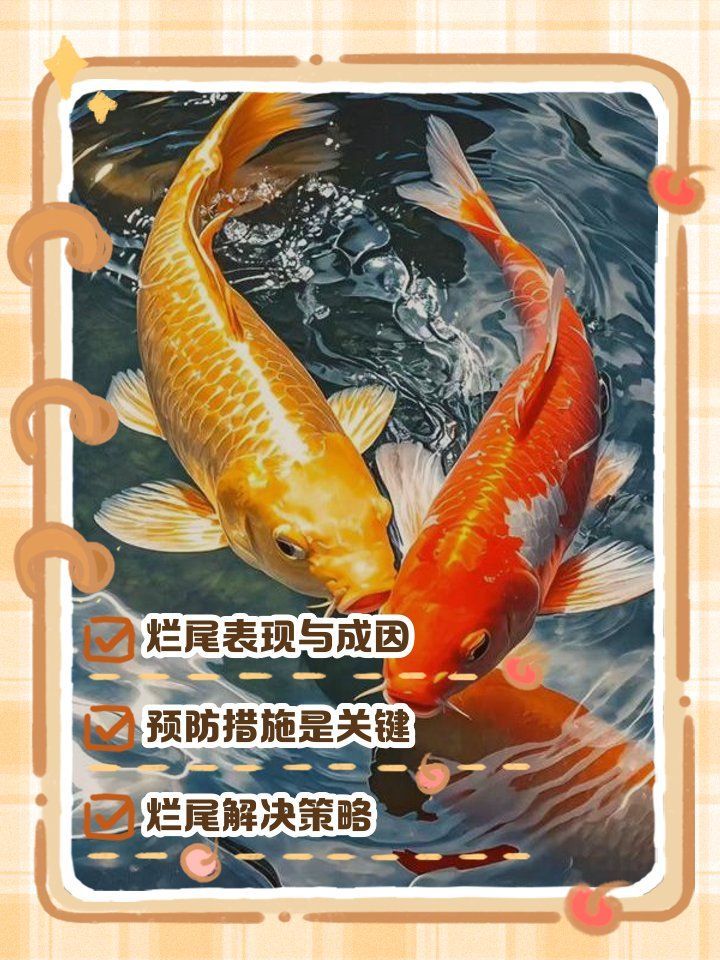 如何判斷錦鯉是否感染爛尾病，——錦鯉爛尾病家庭應急處理清單