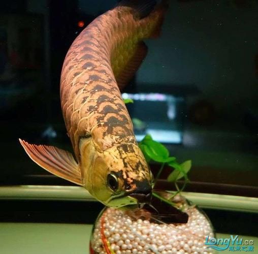 給我一張金頭金龍魚的圖片，金頭金龍魚的價格是多少