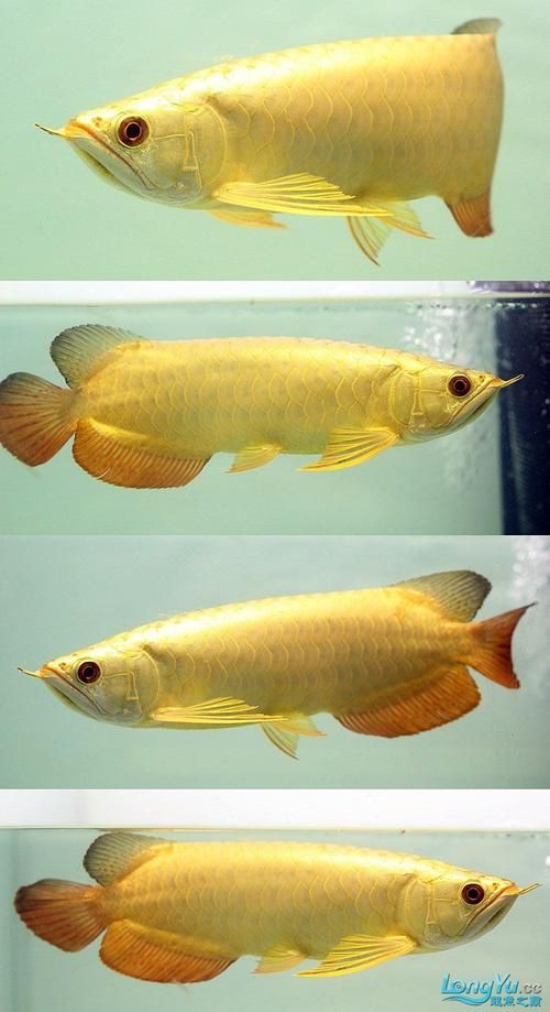 給我一張金頭金龍魚的圖片，金頭金龍魚的價格是多少