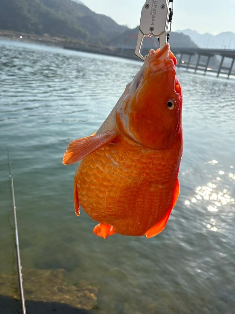 大田龍魚的市場價格波動大嗎？，印尼大田龍魚市場價格波動價格波動極為劇烈