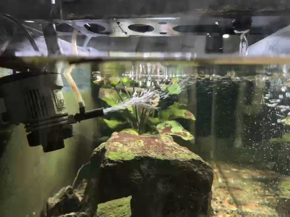 魚缸，魚缸可以作為家庭裝飾的一部分,