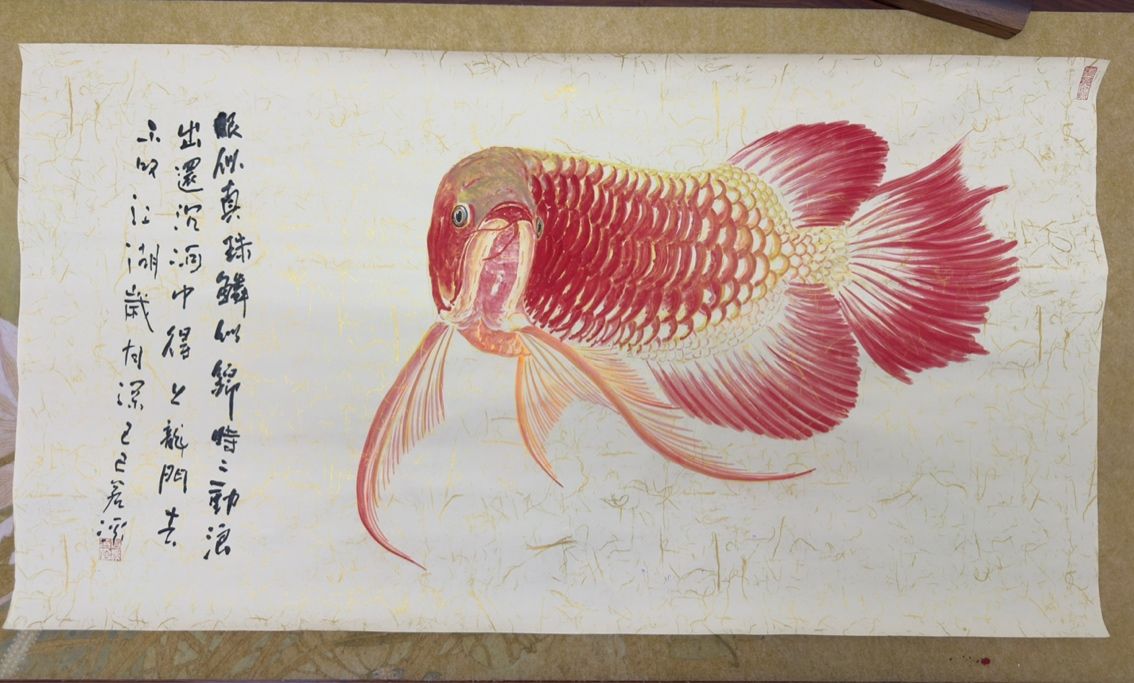 紅龍魚拒食后多久會恢復，紅龍魚拒食后如何恢復喂食