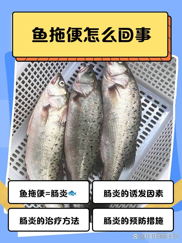 如何判斷龍魚(yú)是否患有病理性拖便，如何判斷龍魚(yú)是否病理性拖便