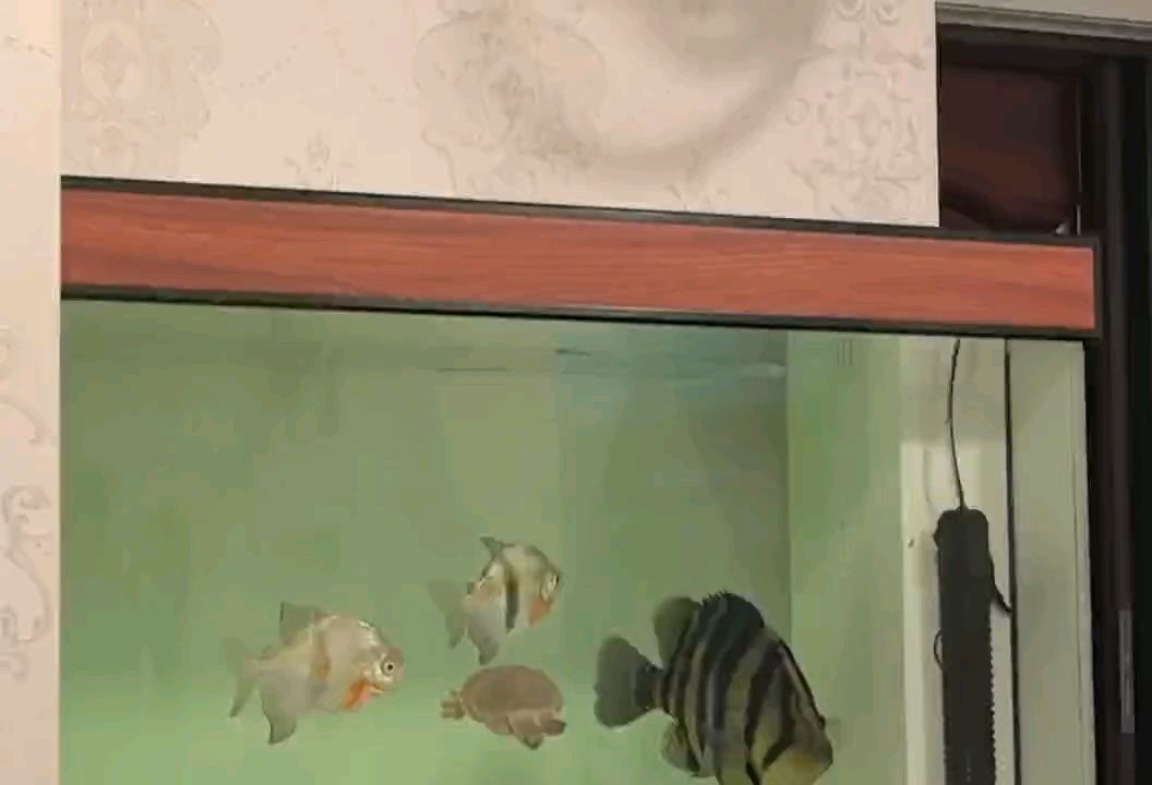 新年快樂???，新年快樂