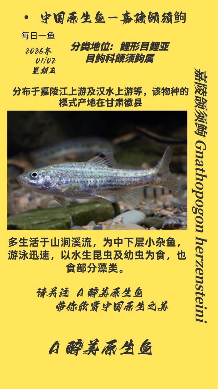 嘉陵頜須，關(guān)于嘉陵頜須的研究