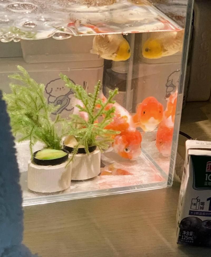 白金龍魚和黃金龍魚哪個更貴，白金龍魚和黃金龍魚哪個更稀有，白金龍魚和黃金龍魚哪個更受歡迎
