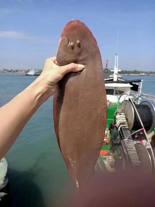 給我更多關于沙龍魚的圖片，沙龍魚與沙龍王的區別