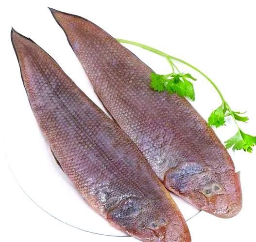 給我更多關于沙龍魚的圖片，沙龍魚與沙龍王的區別