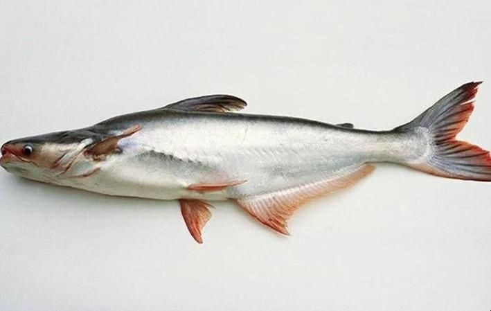 給我更多關于沙龍魚的圖片，沙龍魚與沙龍王的區別