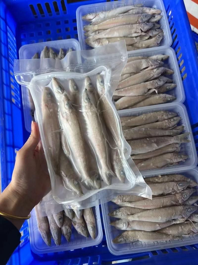 給我更多關于沙龍魚的圖片，沙龍魚與沙龍王的區別