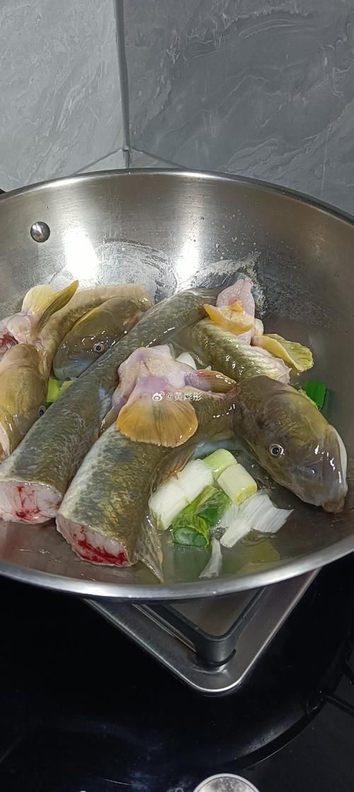 給我更多關于沙龍魚的圖片，沙龍魚與沙龍王的區別