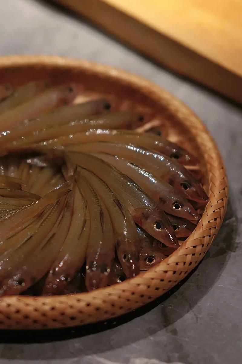 給我更多關于沙龍魚的圖片，沙龍魚與沙龍王的區別