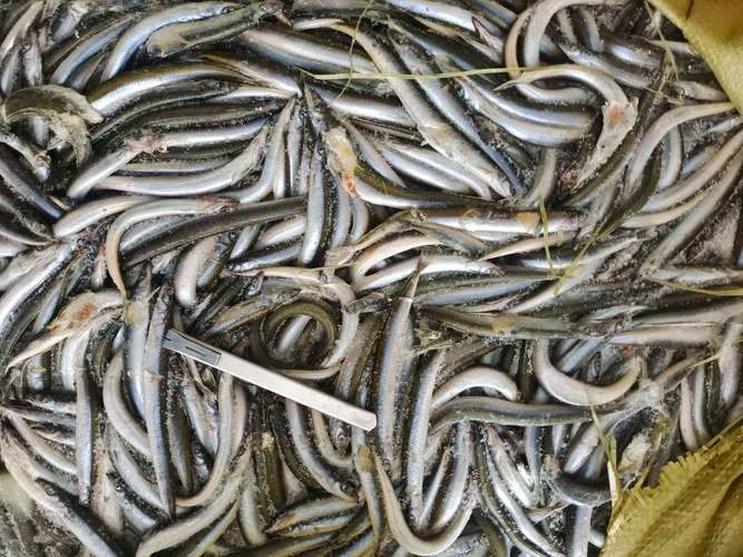 給我更多關于沙龍魚的圖片，沙龍魚與沙龍王的區別