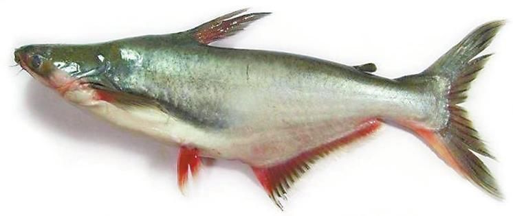 給我更多關于沙龍魚的圖片，沙龍魚與沙龍王的區別