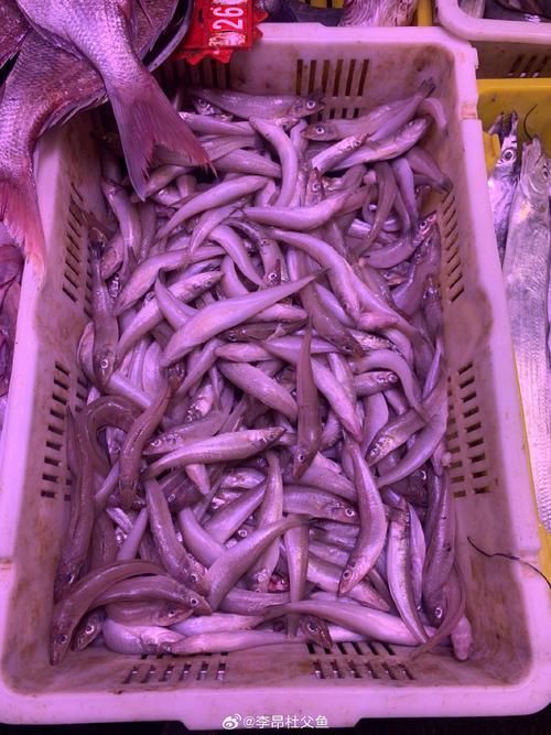 給我更多關于沙龍魚的圖片，沙龍魚與沙龍王的區別