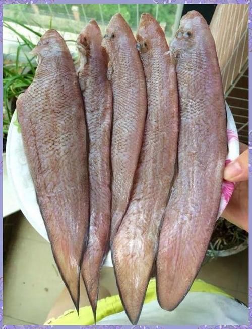 給我更多關于沙龍魚的圖片，沙龍魚與沙龍王的區別