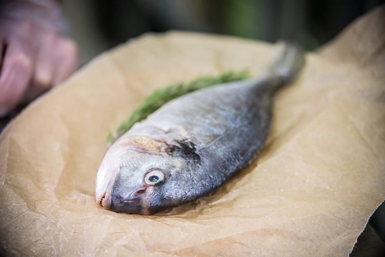 給我更多關于沙龍魚的圖片，沙龍魚與沙龍王的區別