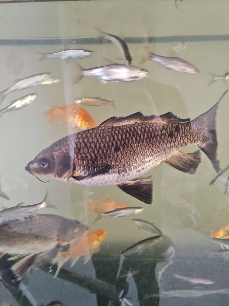 幼兒園撈的小金魚，幼兒園撈小金魚