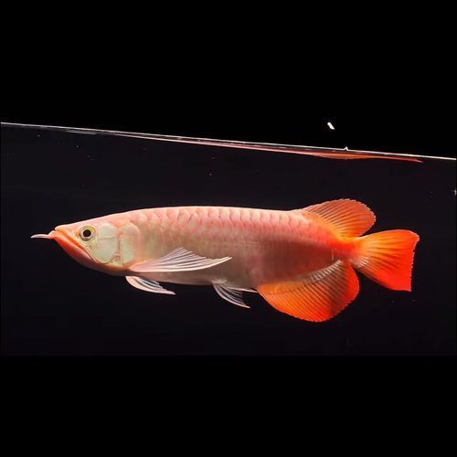 如何判斷血紅龍是否發色