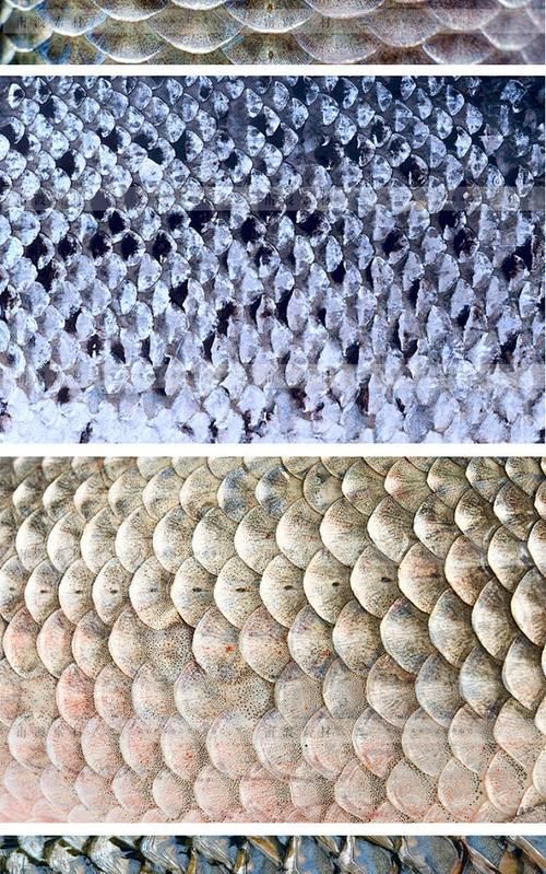 五河龍魚與其他龍魚有何區別？，五河龍魚與其他龍魚的區別