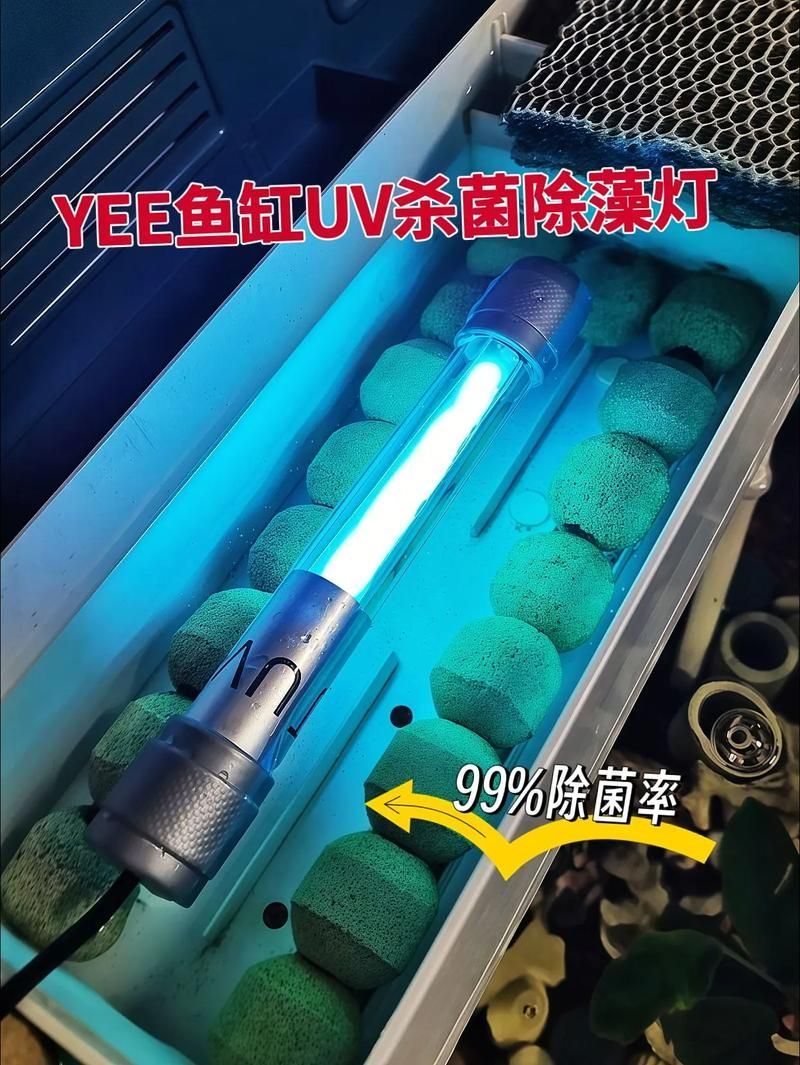 如何預防龍魚體外細菌感染復發，如何防止龍魚體外細菌感染復發 如何預防龍魚體外細菌感染復發，如何防止龍魚體外細菌感染復發 龍魚百科 第11張