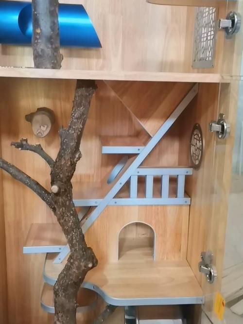 如何預防龍貓疾病，如何科學預防龍貓疾病