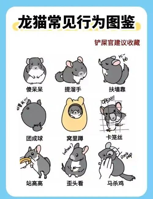 如何預防龍貓疾病，如何科學預防龍貓疾病