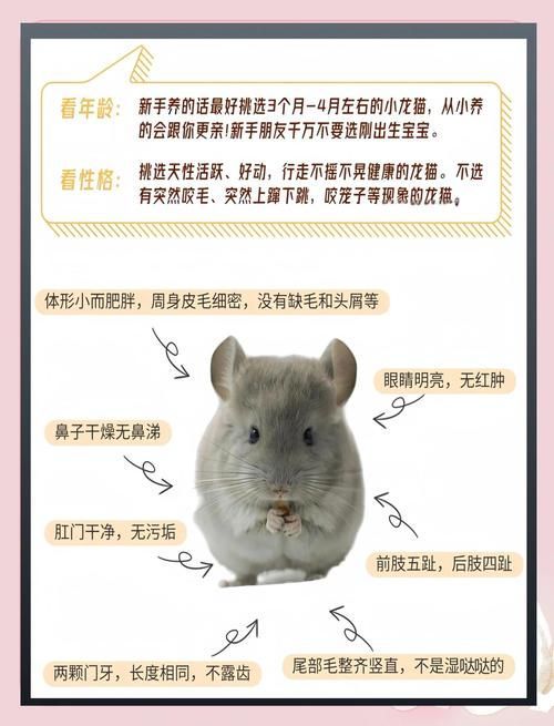 如何預防龍貓疾病，如何科學預防龍貓疾病