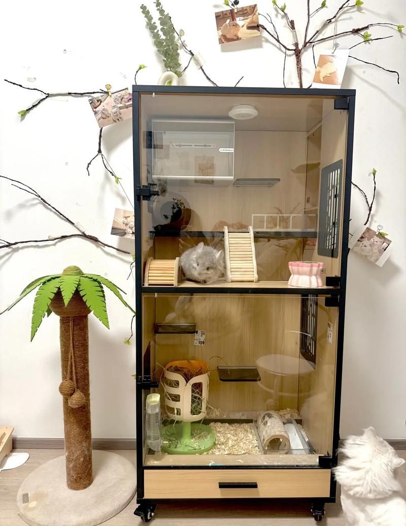 如何預防龍貓疾病，如何科學預防龍貓疾病