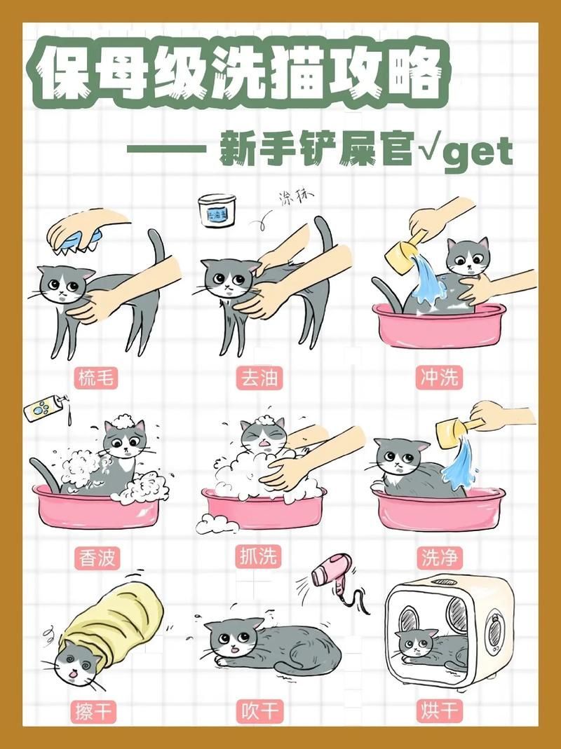 如何預防龍貓疾病，如何科學預防龍貓疾病