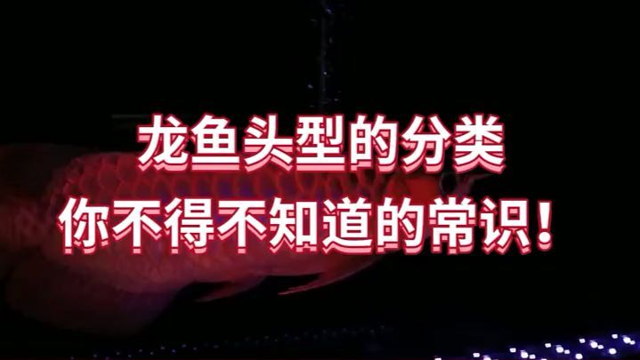 如何區分不同類型的龍魚頭型？，如何區分不同類型的龍魚頭型
