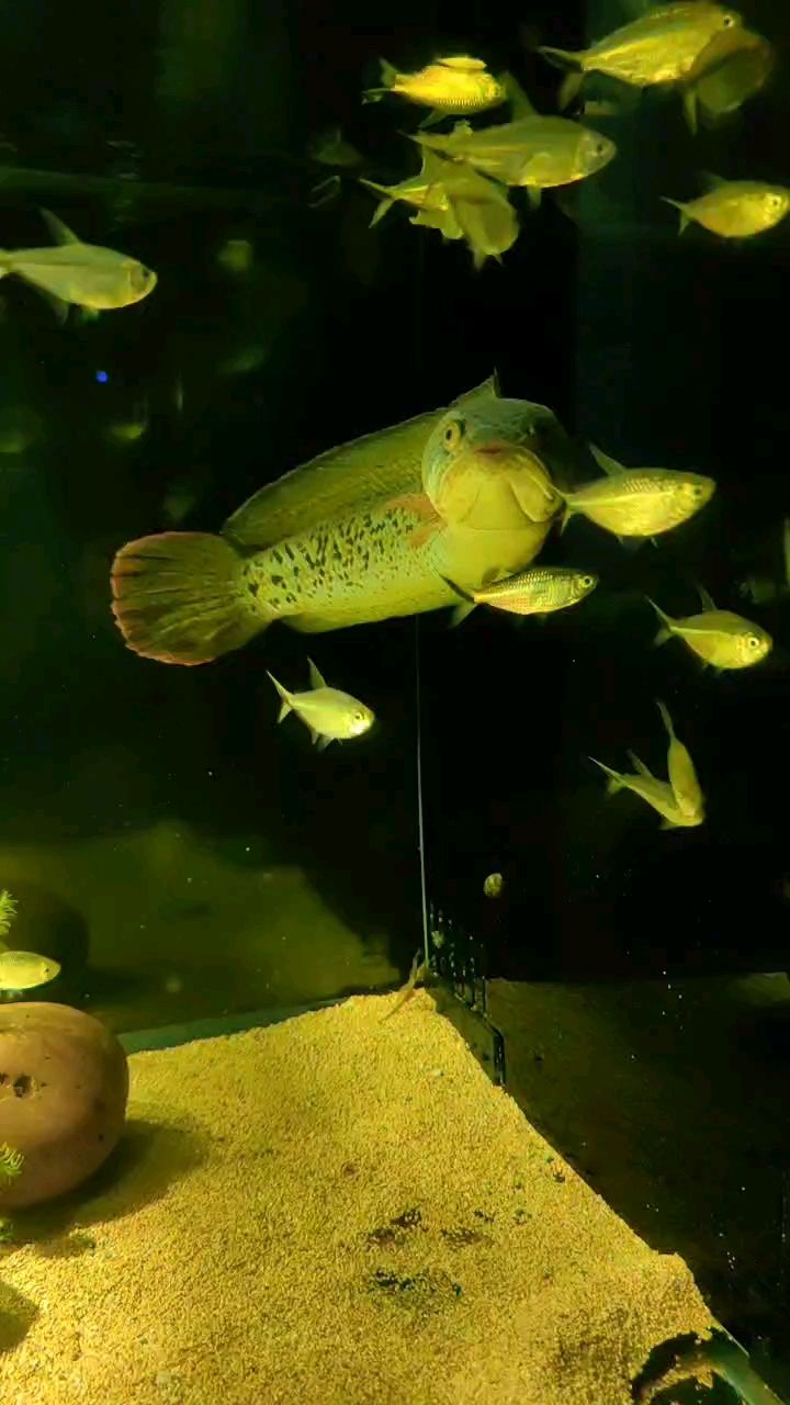 巴卡豬，巴卡雷龍半夜叫醒他，一股子不爽，