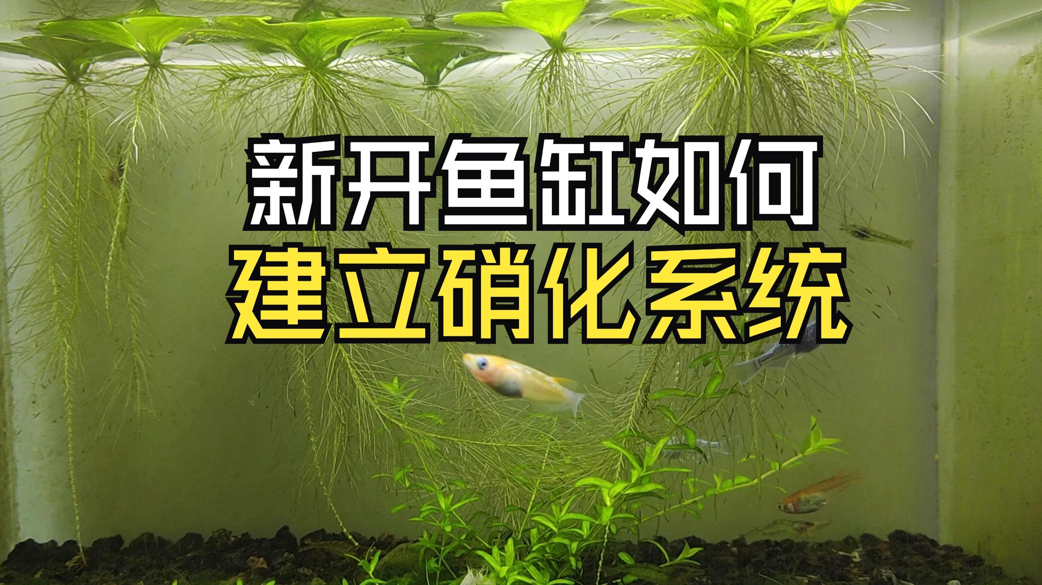 硝化細菌如何快速建立，如何快速培養(yǎng)硝化細菌