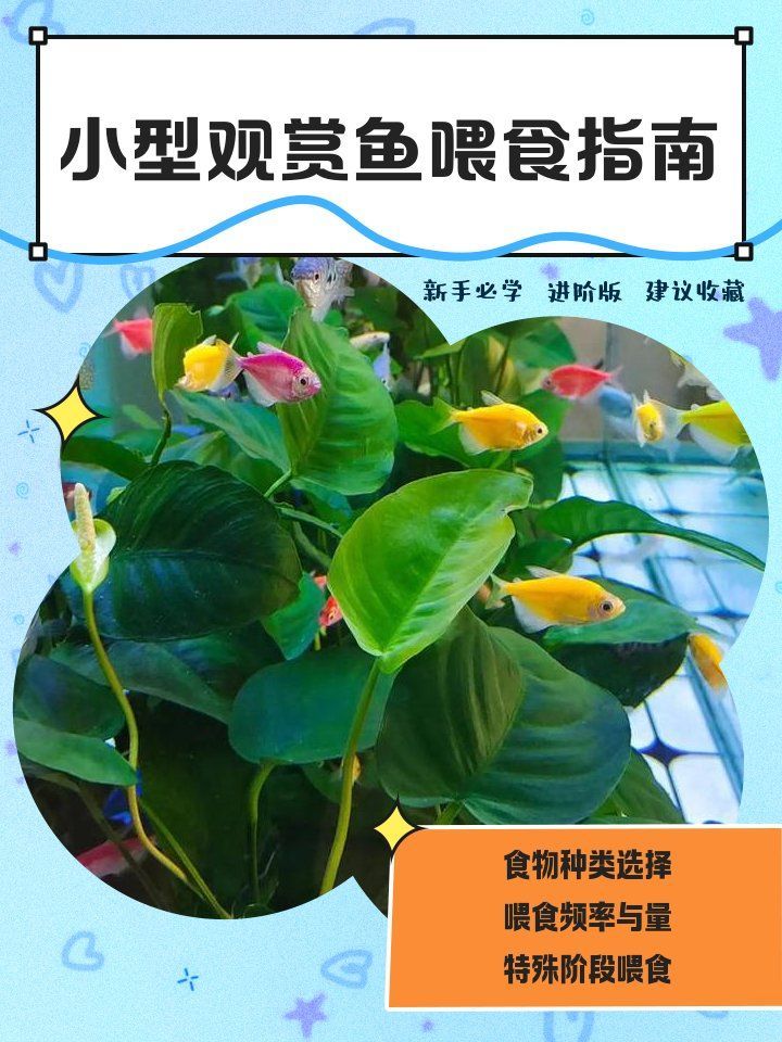 2～3厘米小魚喂食時需要注意什么，2～3厘米小魚喂食指南