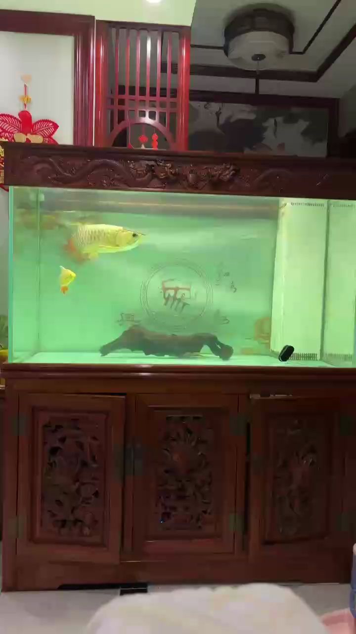 看會，“看會”的歷史起源