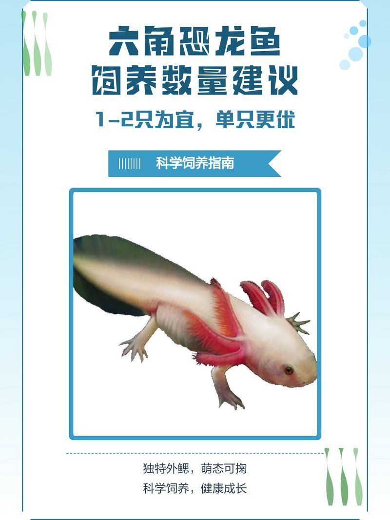 六角恐龍需要多大的飼養(yǎng)空間，六角恐龍的飼養(yǎng)方式