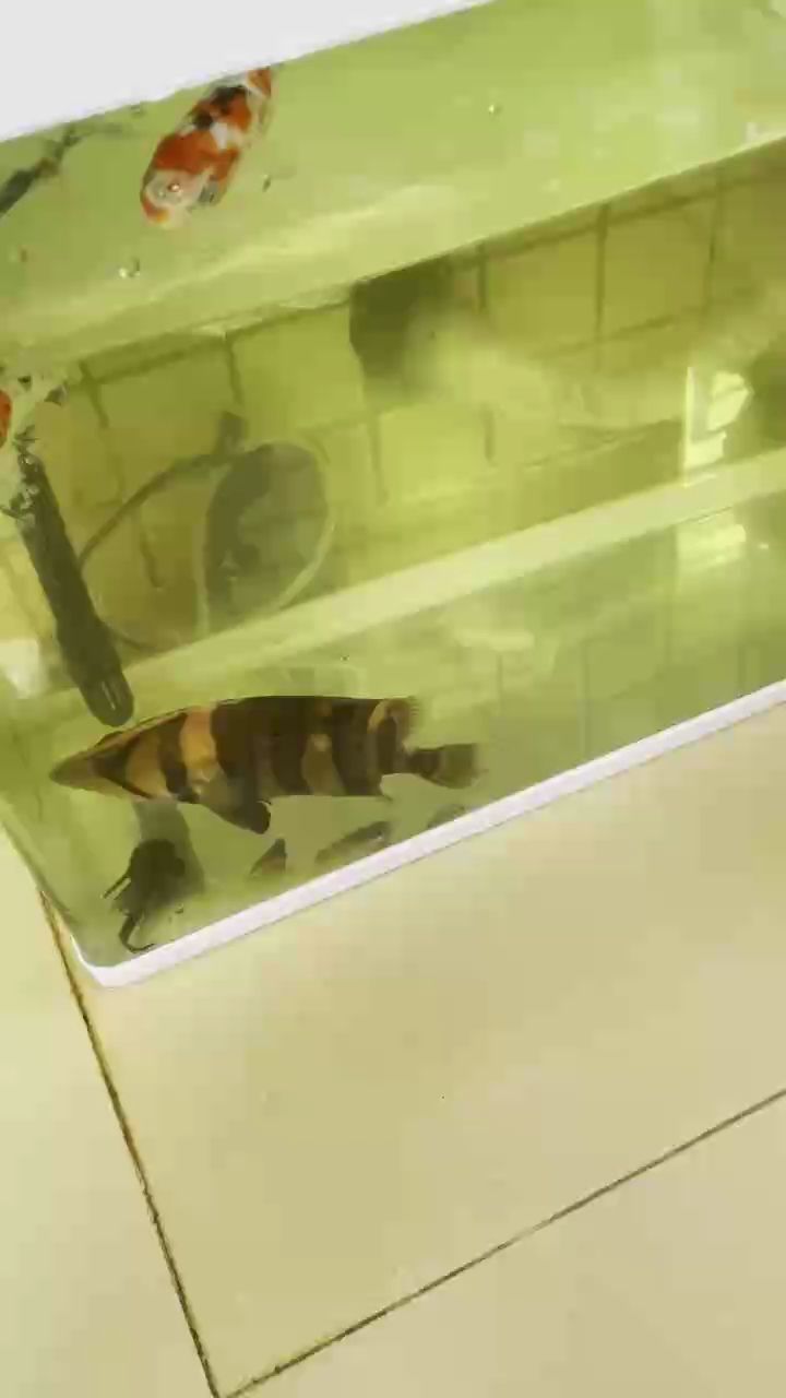 虎魚，水族愛好者的福音