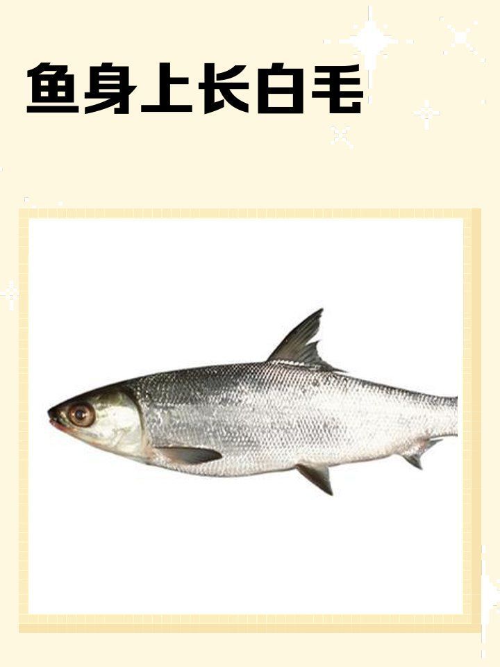 魚身上長白毛會自愈嗎，全民小視頻，如何預防魚身上長白毛？