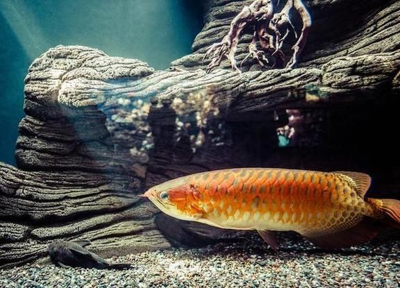 如何預(yù)防龍魚(yú)細(xì)菌感染，arxiv論文助手arxiv論文助手可輔助獲取信息