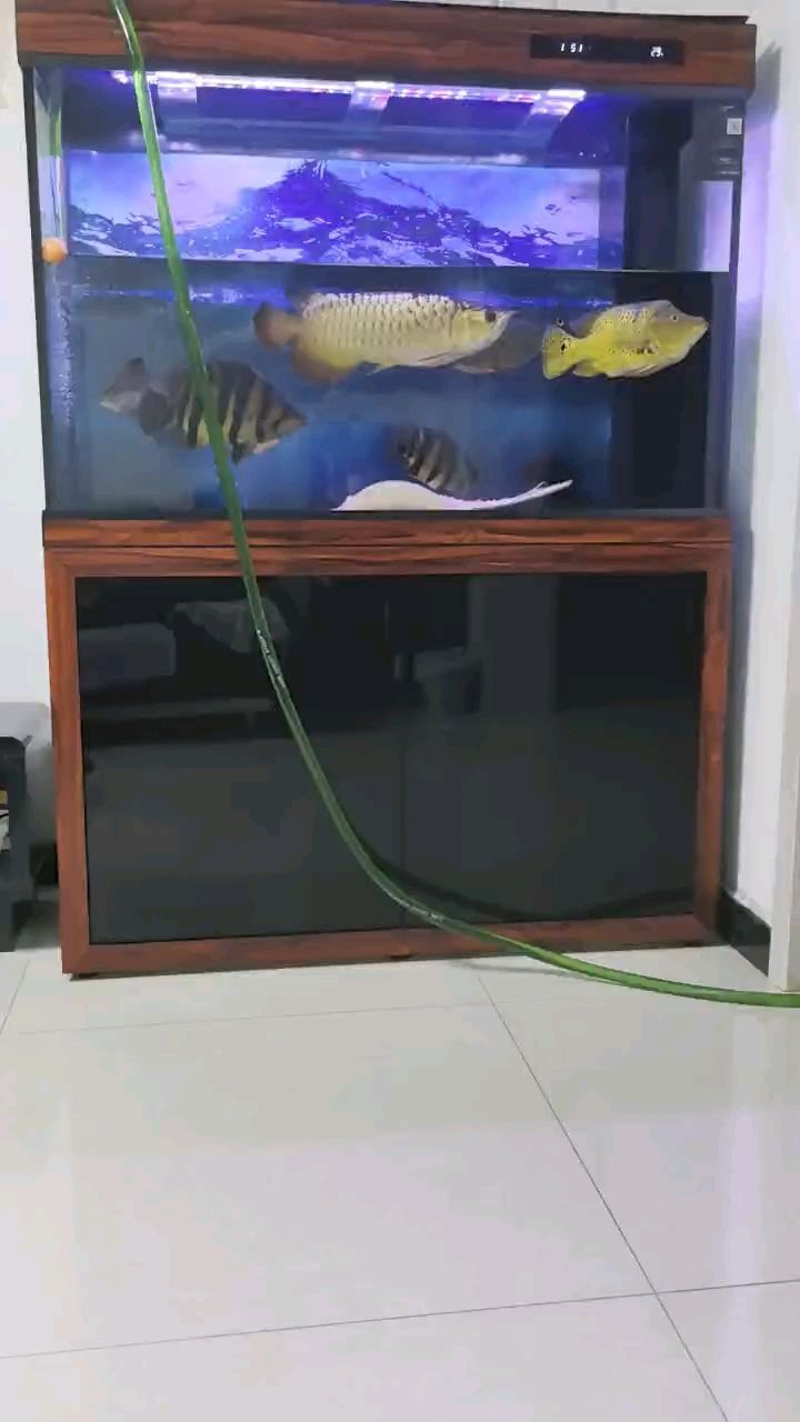 元旦快樂，給魚缸換換水[ciya]，元旦快樂，給魚缸換換水