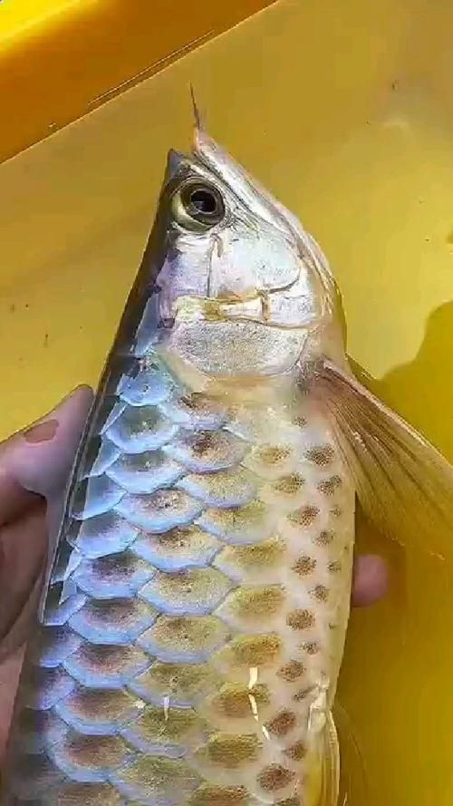 如何鑒別真假金頭過背，如何鑒別金頭過背